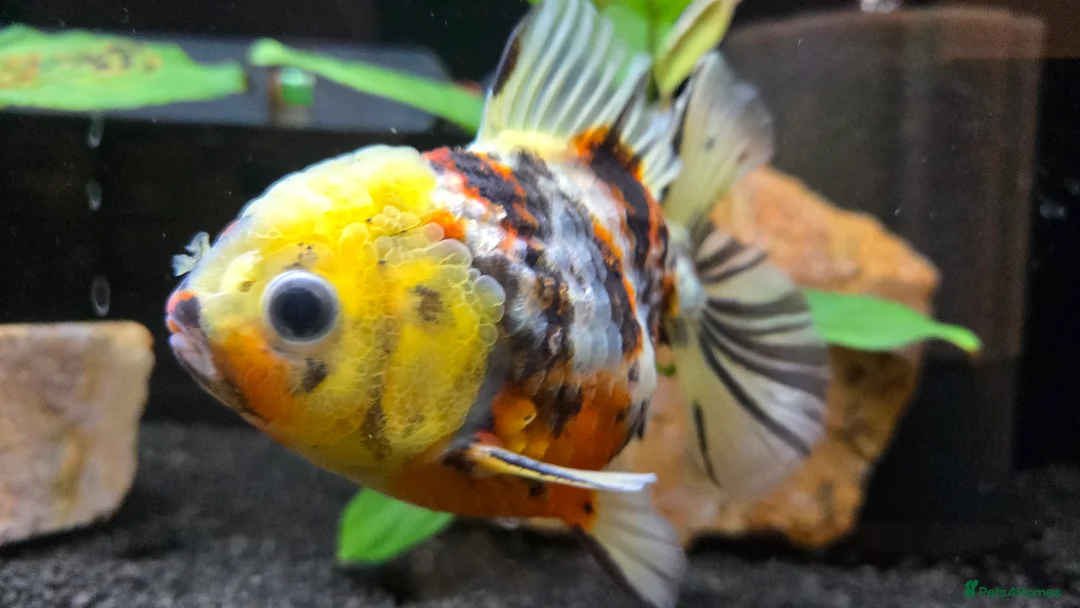 Fancy Goldfish fish for sale: High Grade Orandas / Gold Bristle Nose Plecos - Advert 8