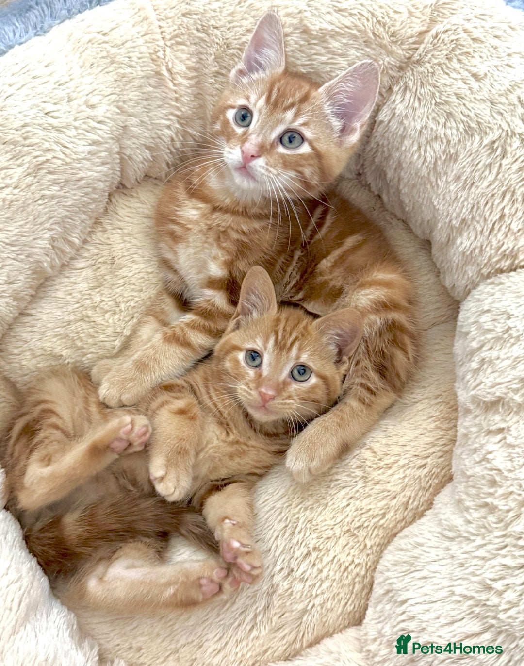 Mixed Breed cats for sale: GORGEOUS THREE MUSKETEERS - Advert 3