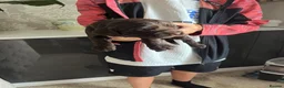 Sprocker dogs for sale: Adorable quality sprocker  puppies  - Advert 23