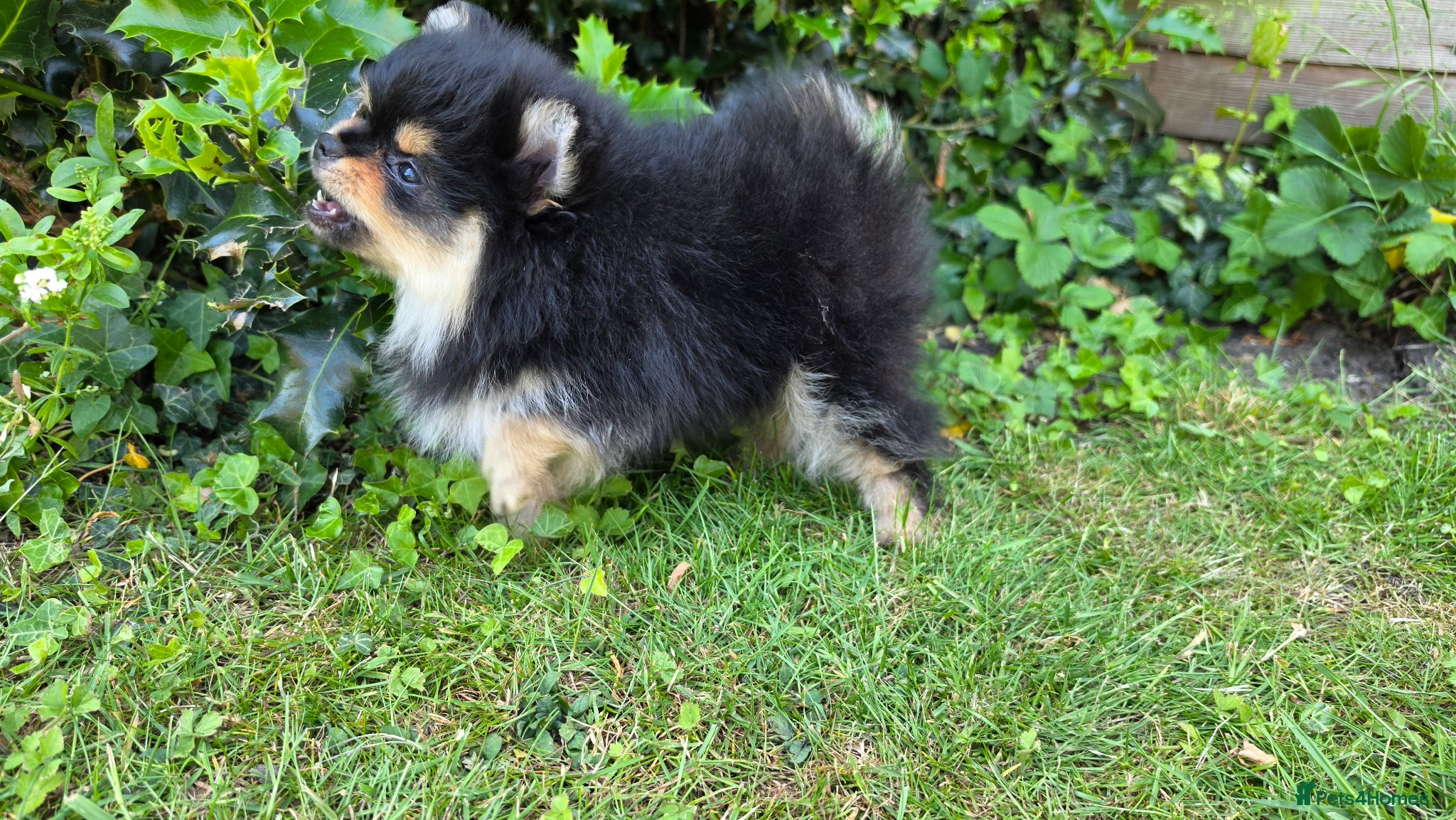 Pomeranian dogs for sale: Pomeranian puppies home raised  - Advert 21