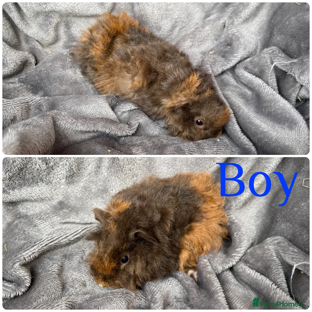 Guinea Pig rodents for sale: 2 gorgeous bonded boys - Advert 2