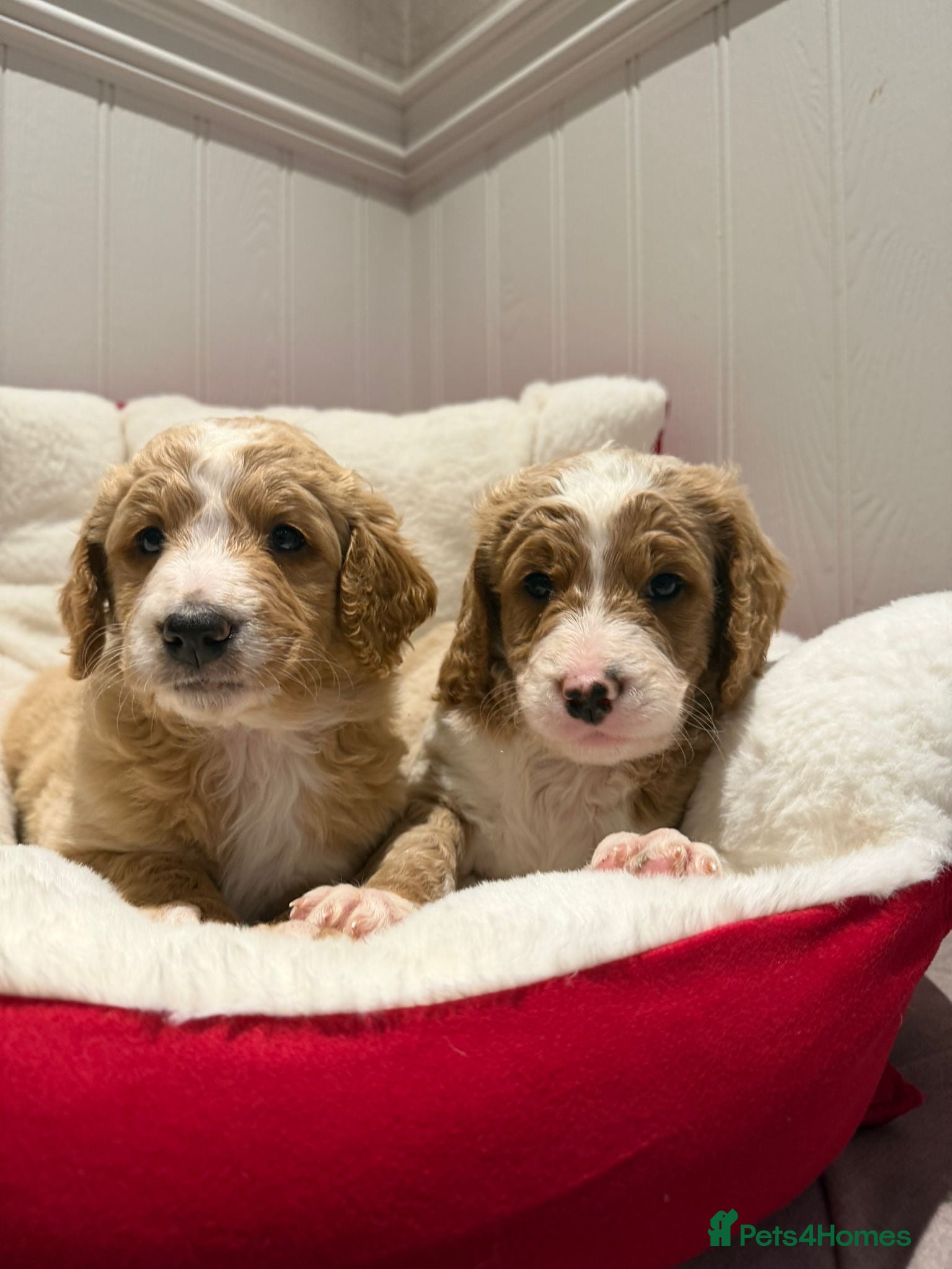 Mixed Breed dogs Golden Bernedoodles 🐶 - Advert 9