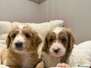 Mixed Breed dogs Golden Bernedoodles 🐶 - Advert 9