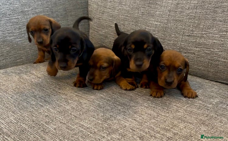 Miniature Dachshund dogs - Advert 5