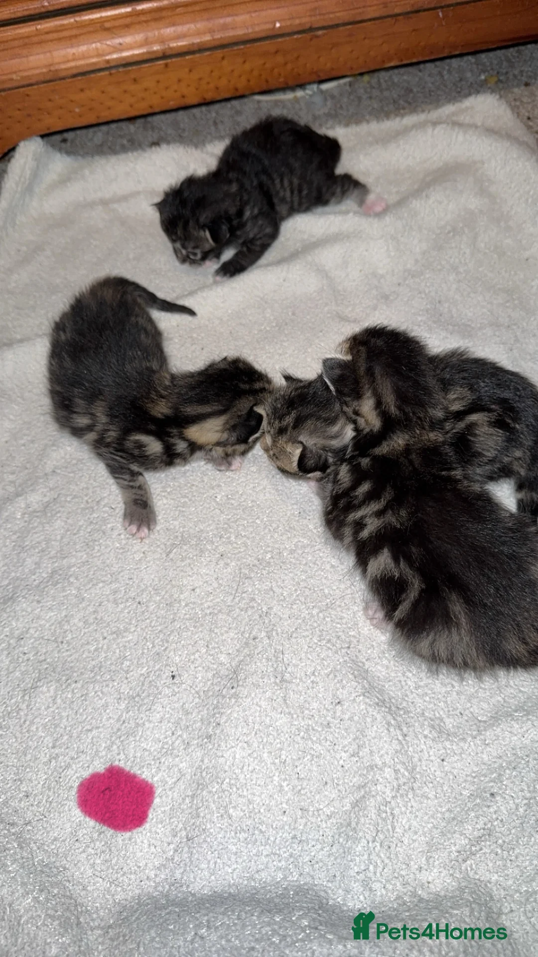 Bengal cats for sale: Cute fluffy Bengal cross kittens  - Advert 6