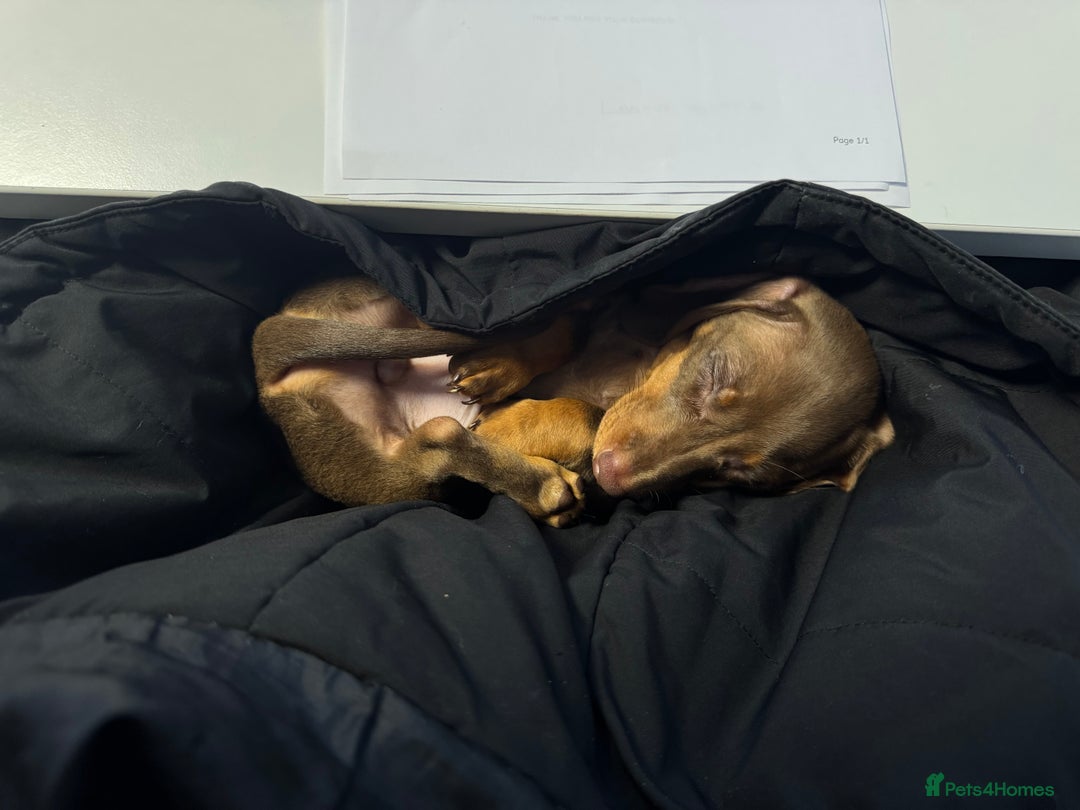 Miniature Dachshund dogs for sale: Rehome of Oliver - Advert 10