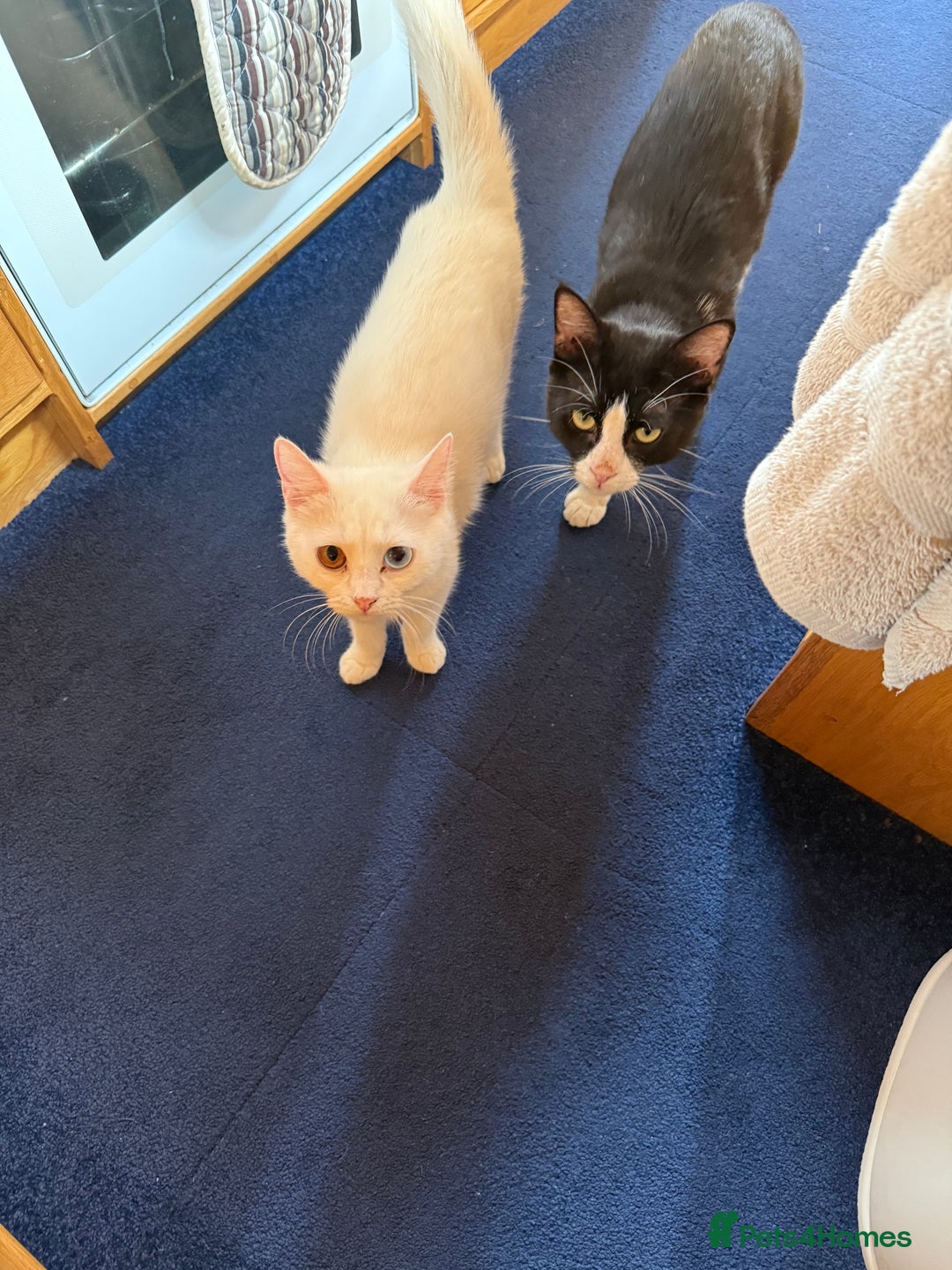 Mixed Breed cats for sale: 3 pure white beautiful female kittens left - Image 2