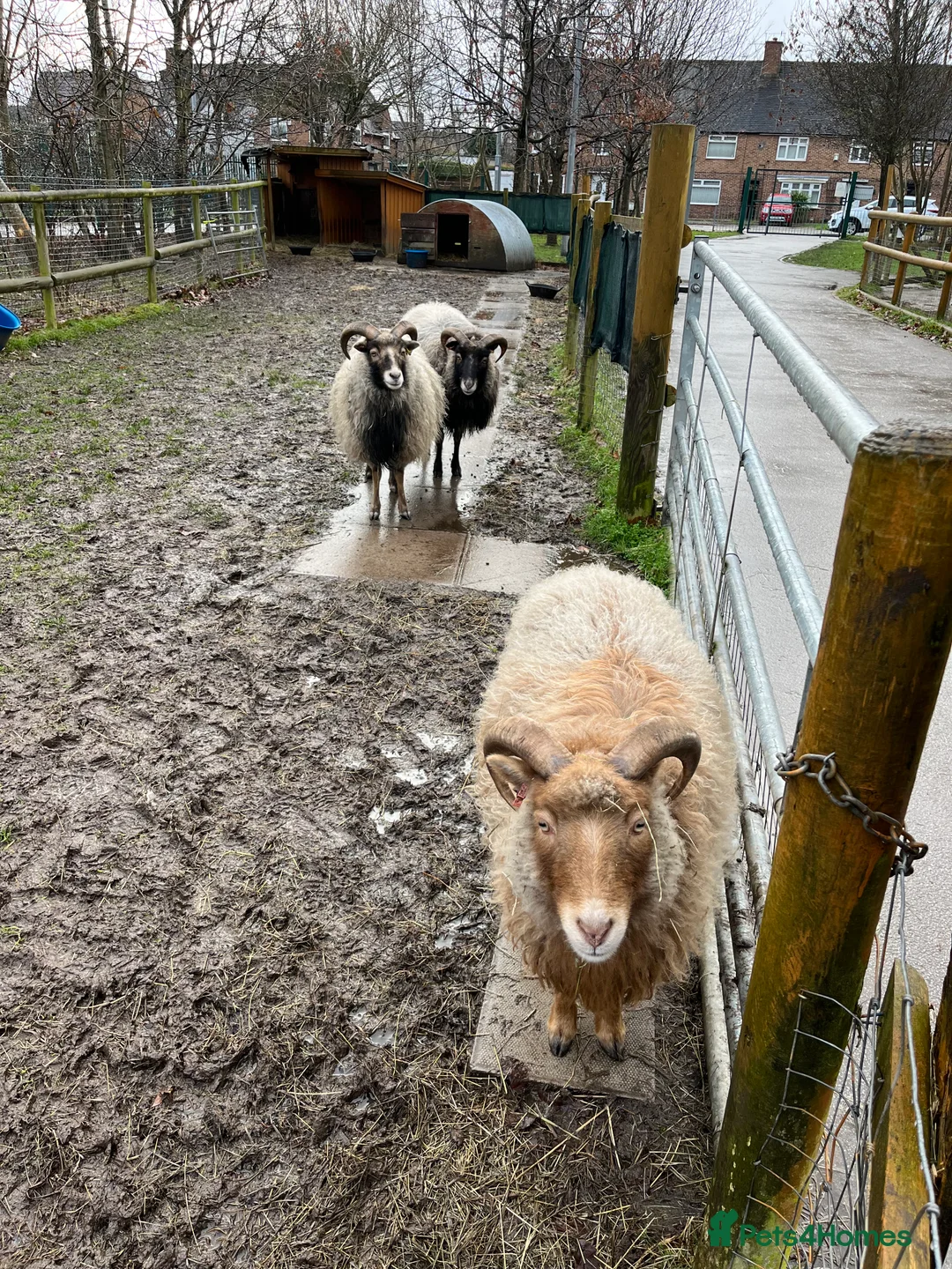 Sheep livestock for sale: 4 wethers for grass cutters- Wirral area - Advert 1