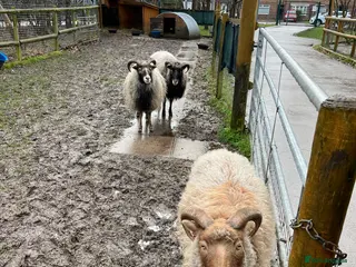 Sheep livestock 4 wethers for grass cutters - Advert 2