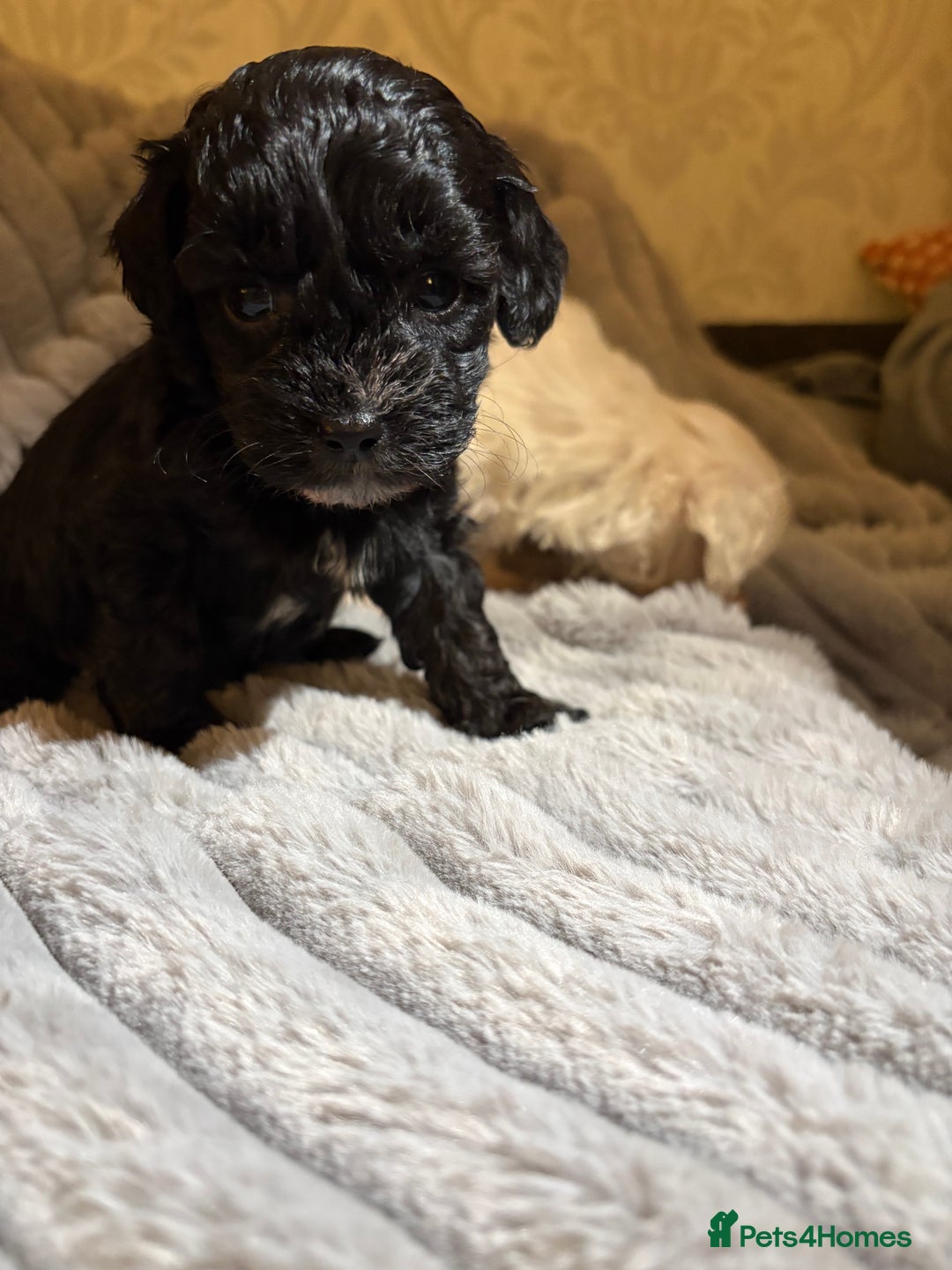 Shihpoo dogs for sale: Shihpoos for sale   - Advert 14