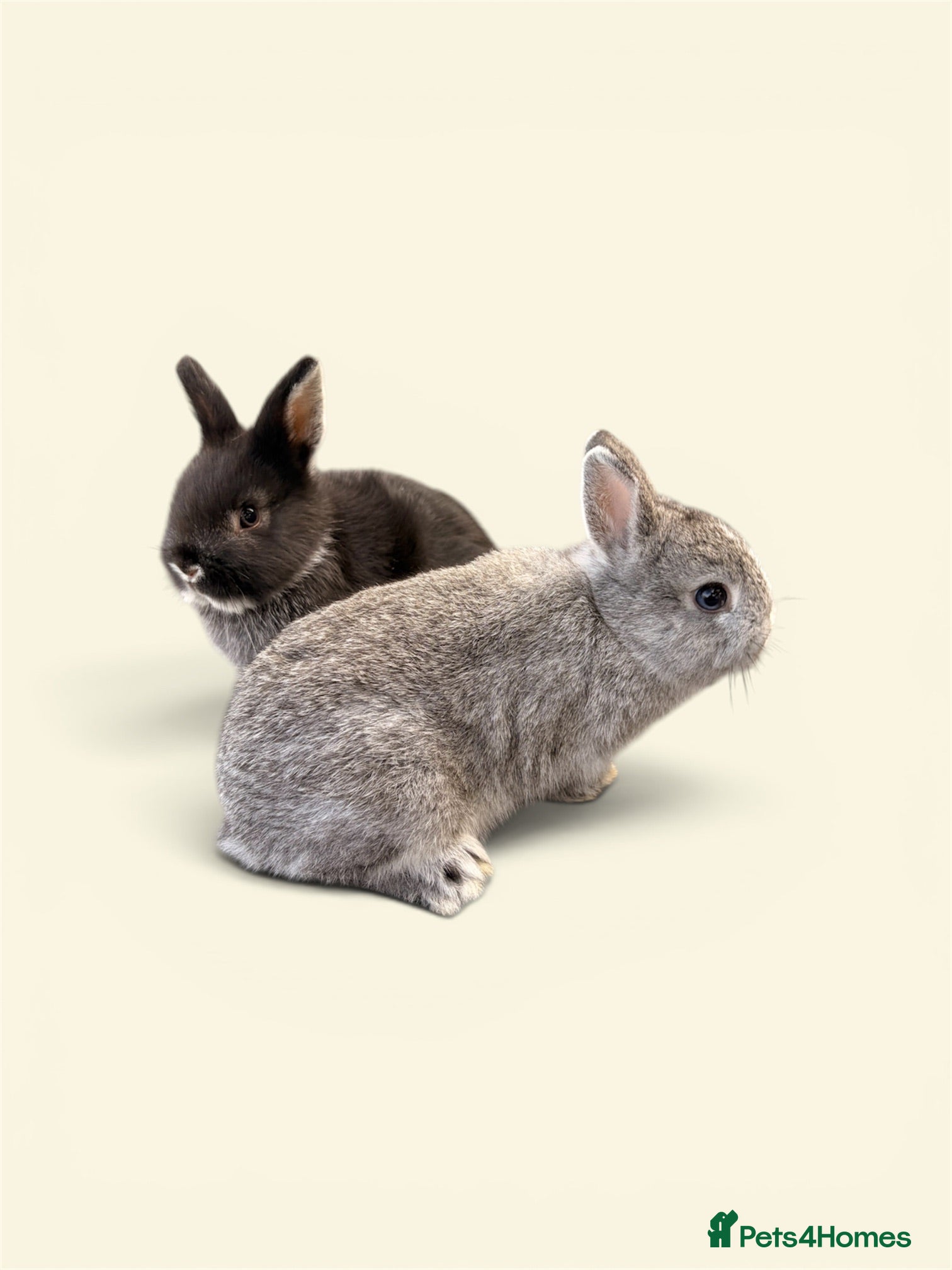 Netherland Dwarf rabbits STUNNING TAME PUREBRED NETHERLAND DWARFS - Advert 2