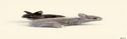 Netherland Dwarf rabbits for sale: STUNNING TAME PUREBRED NETHERLAND DWARFS - Advert 2