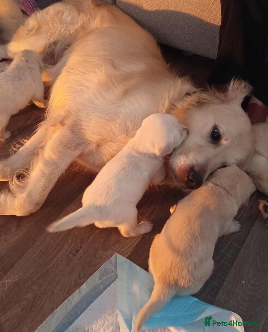 Golden Retriever dogs for sale: Golden Retriever Puppies - Mum & Dad family pets - Image 17