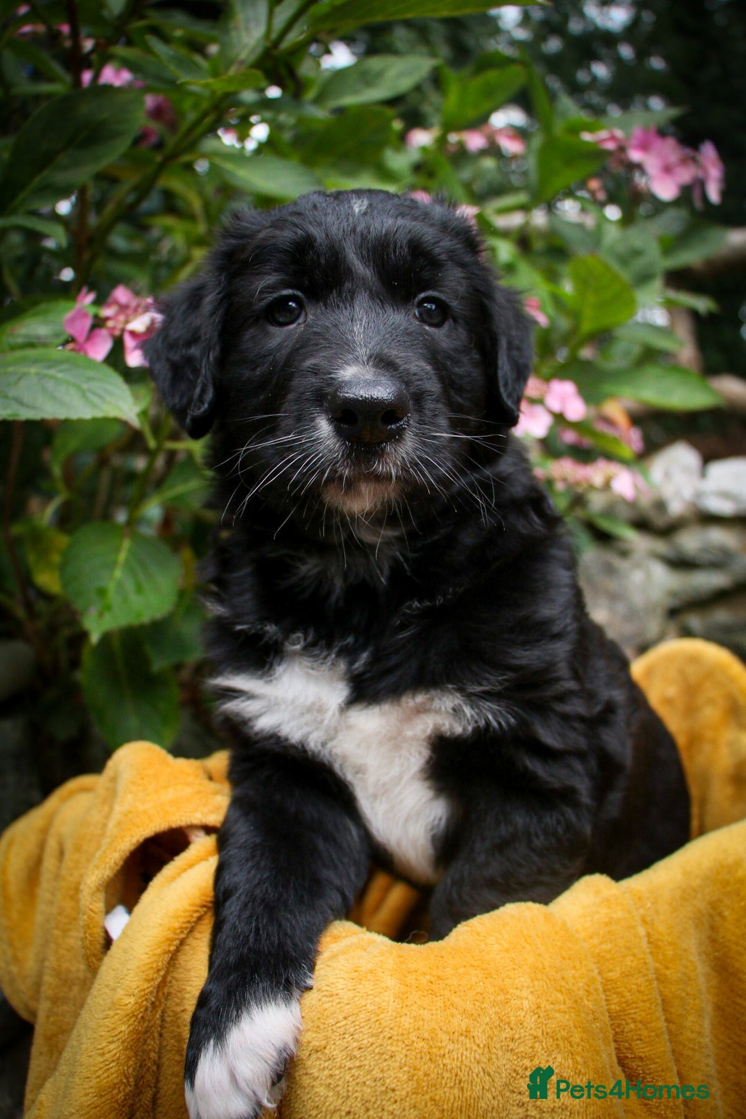 Mixed Breed dogs for sale: 3 x Border collie cross retriever pups - Image 21