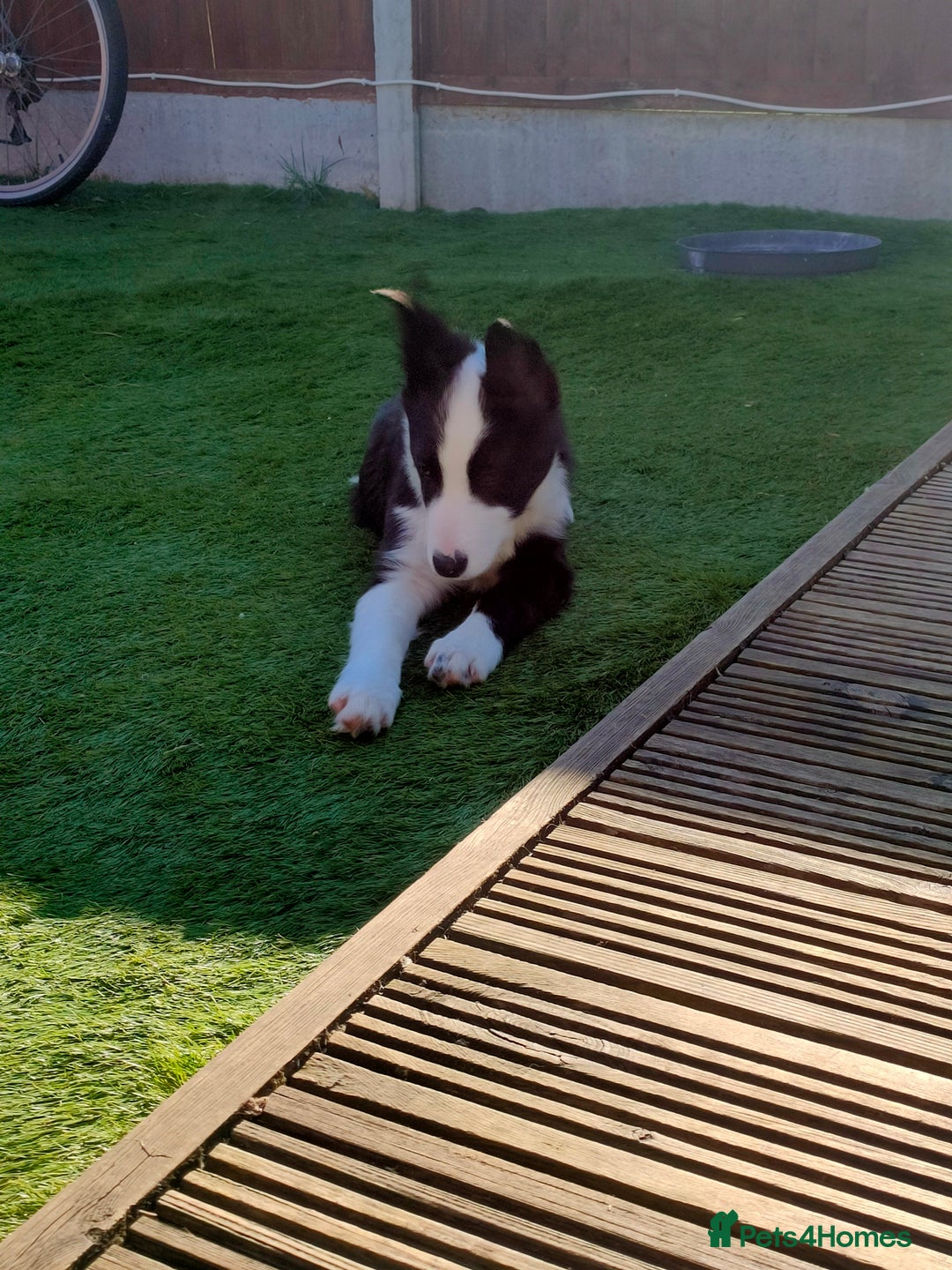 Border Collie dogs for sale: Dog for rehoming - Image 6