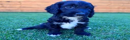 Cockapoo dogs for sale: Cockapoo Babies 🐾🐾🐾 - Advert 3
