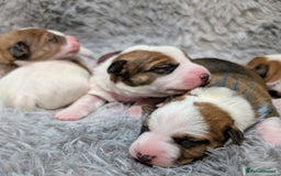 Jack Russell dogs for sale: ❤️3/4 Jack Russell babies ❤️ - Advert 5