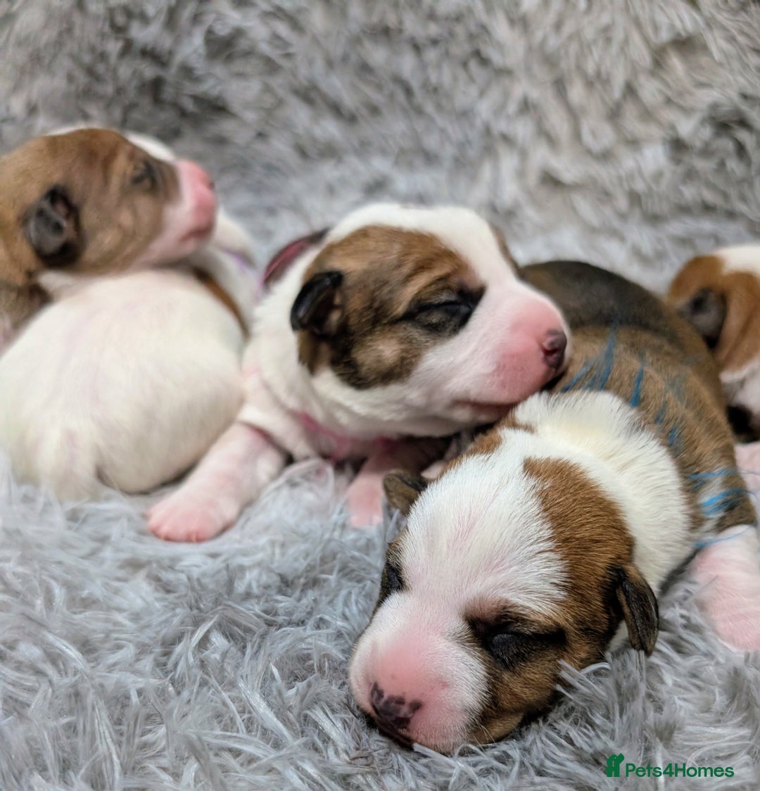 Jack Russell dogs for sale: ❤️3/4 Jack Russell babies ❤️ - Advert 5