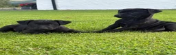 Patterdale Terrier dogs for sale: Patterdale Terrier Puppies  - Advert 6