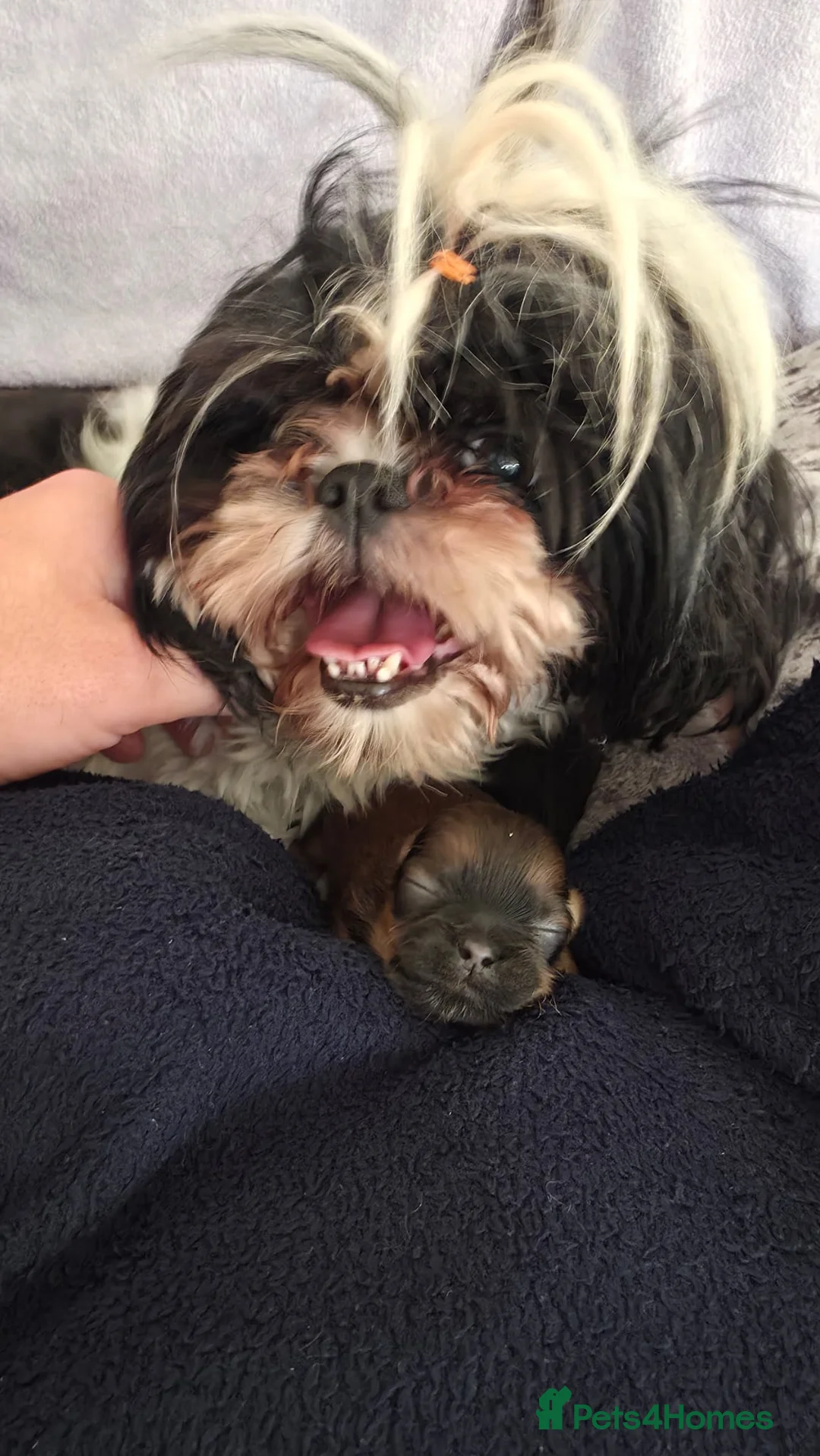 Shih Tzu dogs for sale: Stunning Tri-Colour Shih Tzu Puppy for Sale in Chester - Advert 5