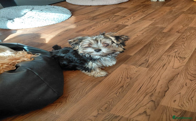 Morkie dogs - Advert 1