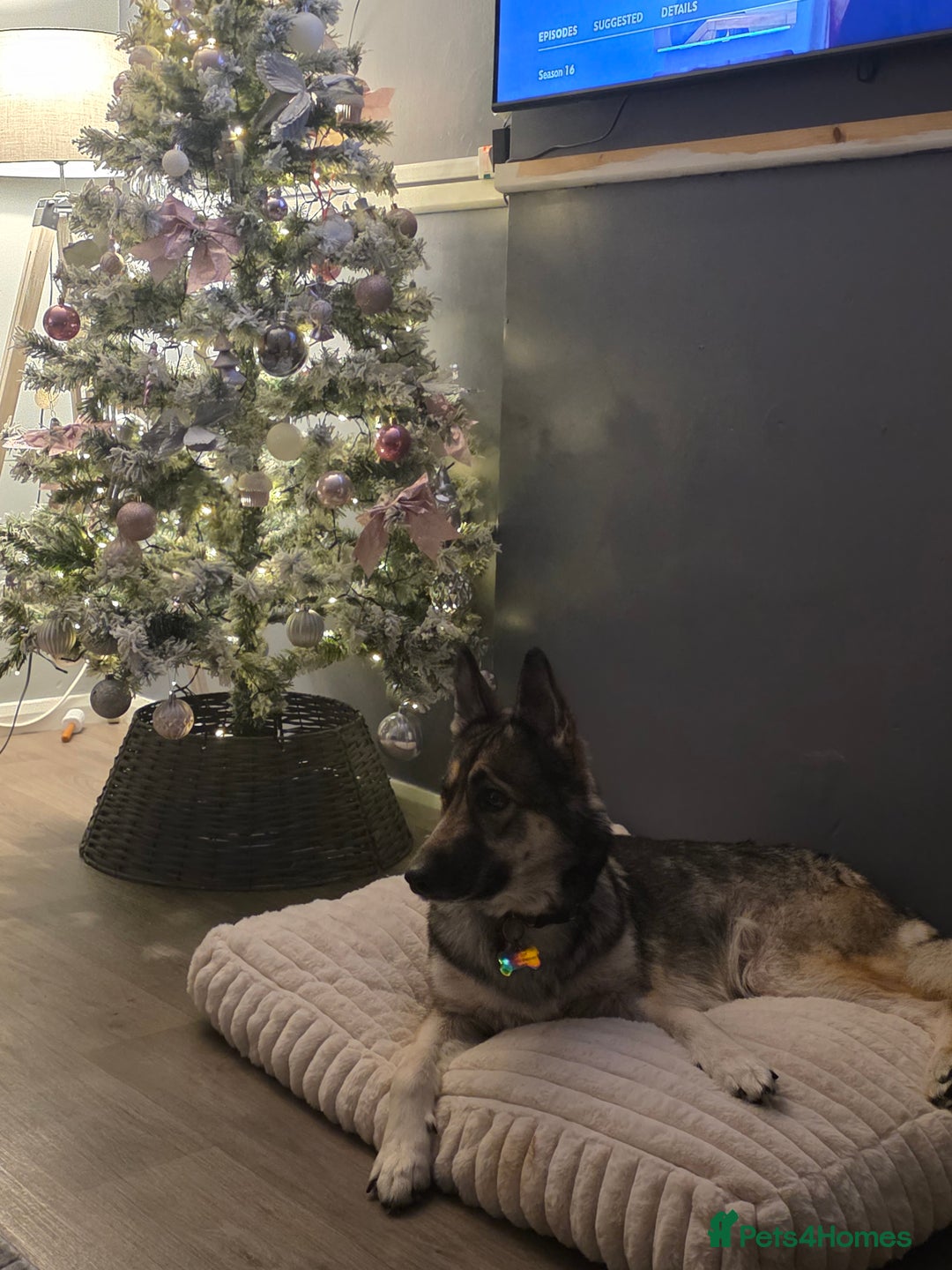 German Shepherd dogs for sale: 2 yr old German Shepherd female  - Advert 4