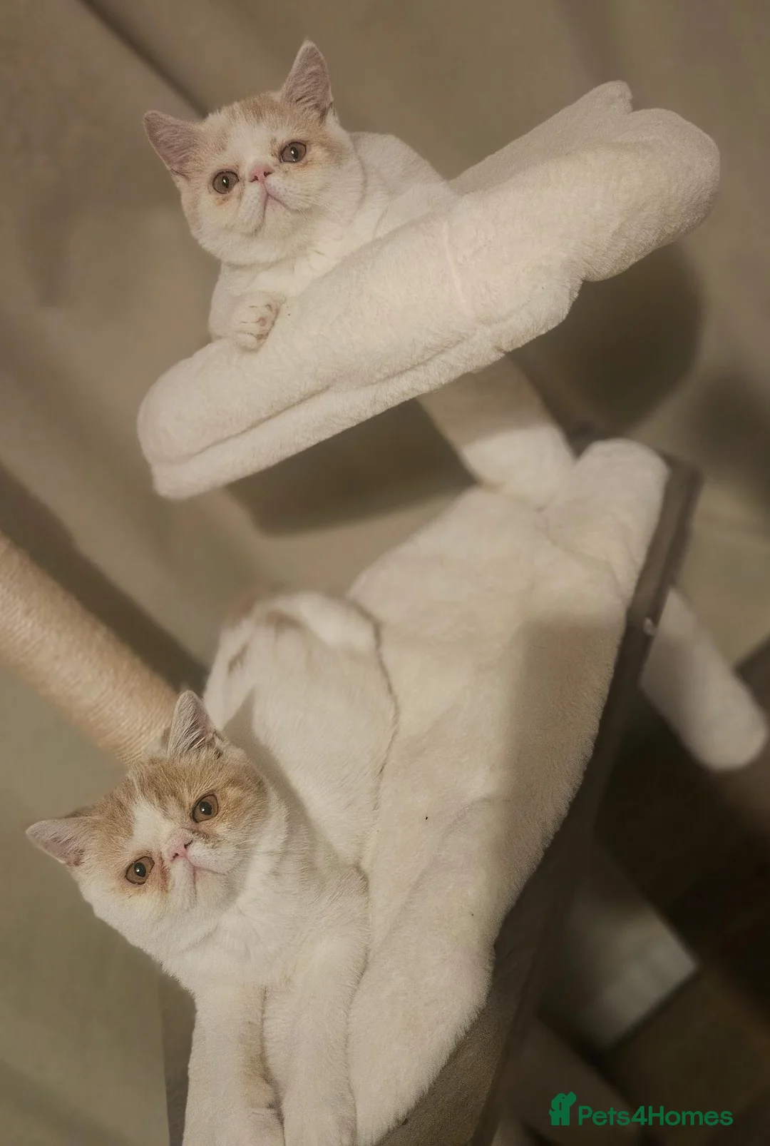 Exotic cats for sale: 2 beautiful exotic Kitten  - Advert 1