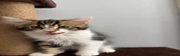 Mixed Breed cats for sale: Beautiful 12 Week Kitten 🤎 - Advert 4