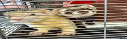 Ferret rodents for sale: Male Ferrets for Rehome Ozzy & Bandit  - Advert 1