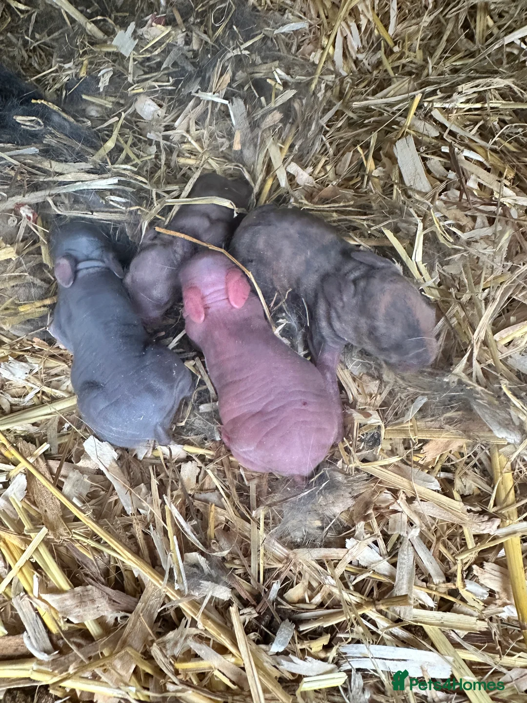 English Spot rabbits for sale: Adorable English Spot x Rex bunnies for sale - Advert 13