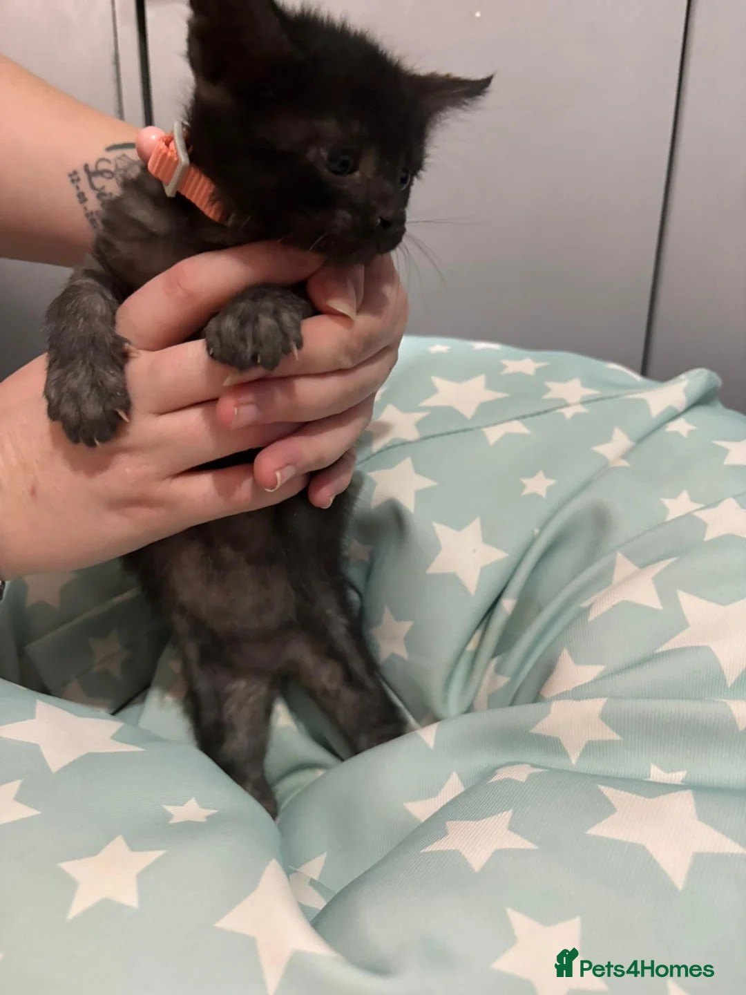 Domestic Shorthair cats for sale: hand reared kittens available  in Leicester - Advert 2