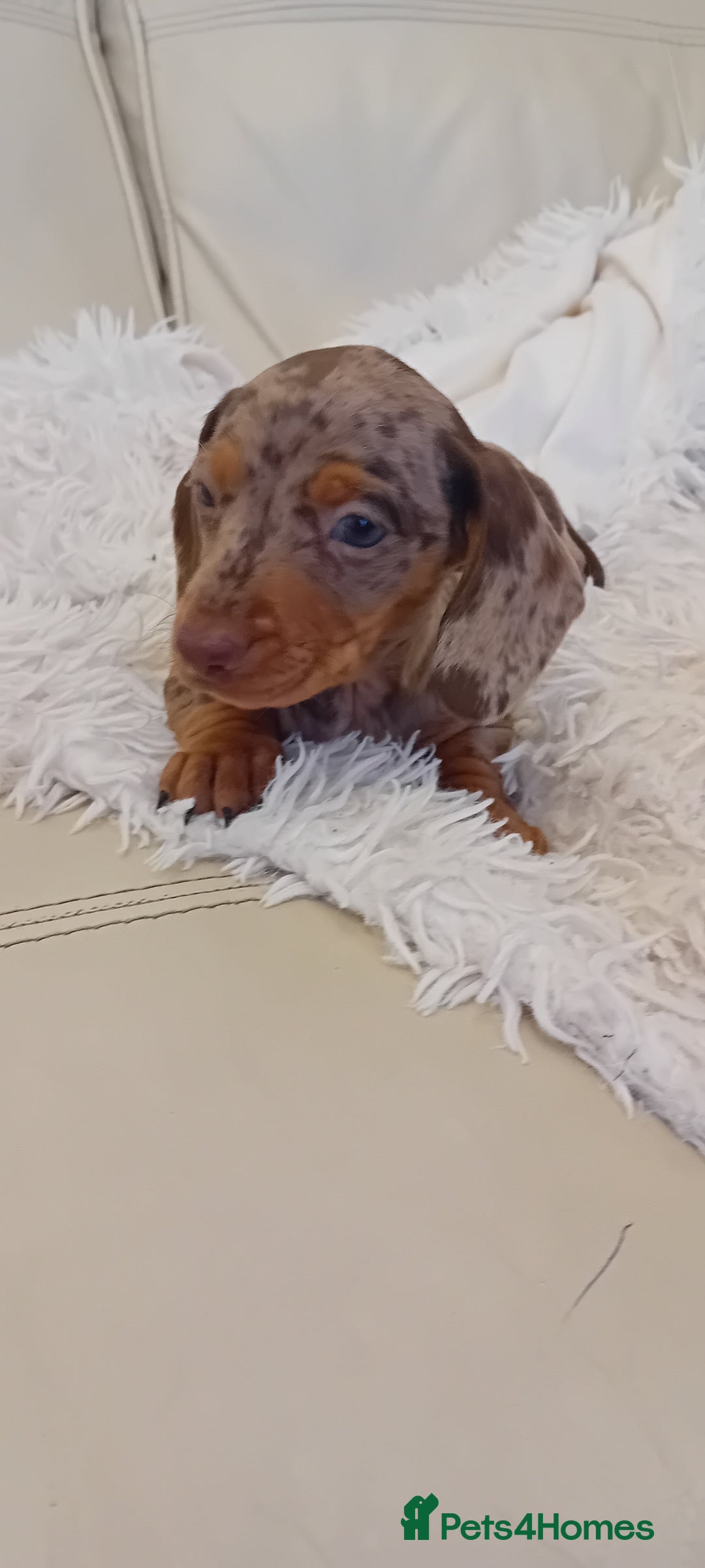 Miniature Dachshund dogs for sale: Boy dapple - Advert 2