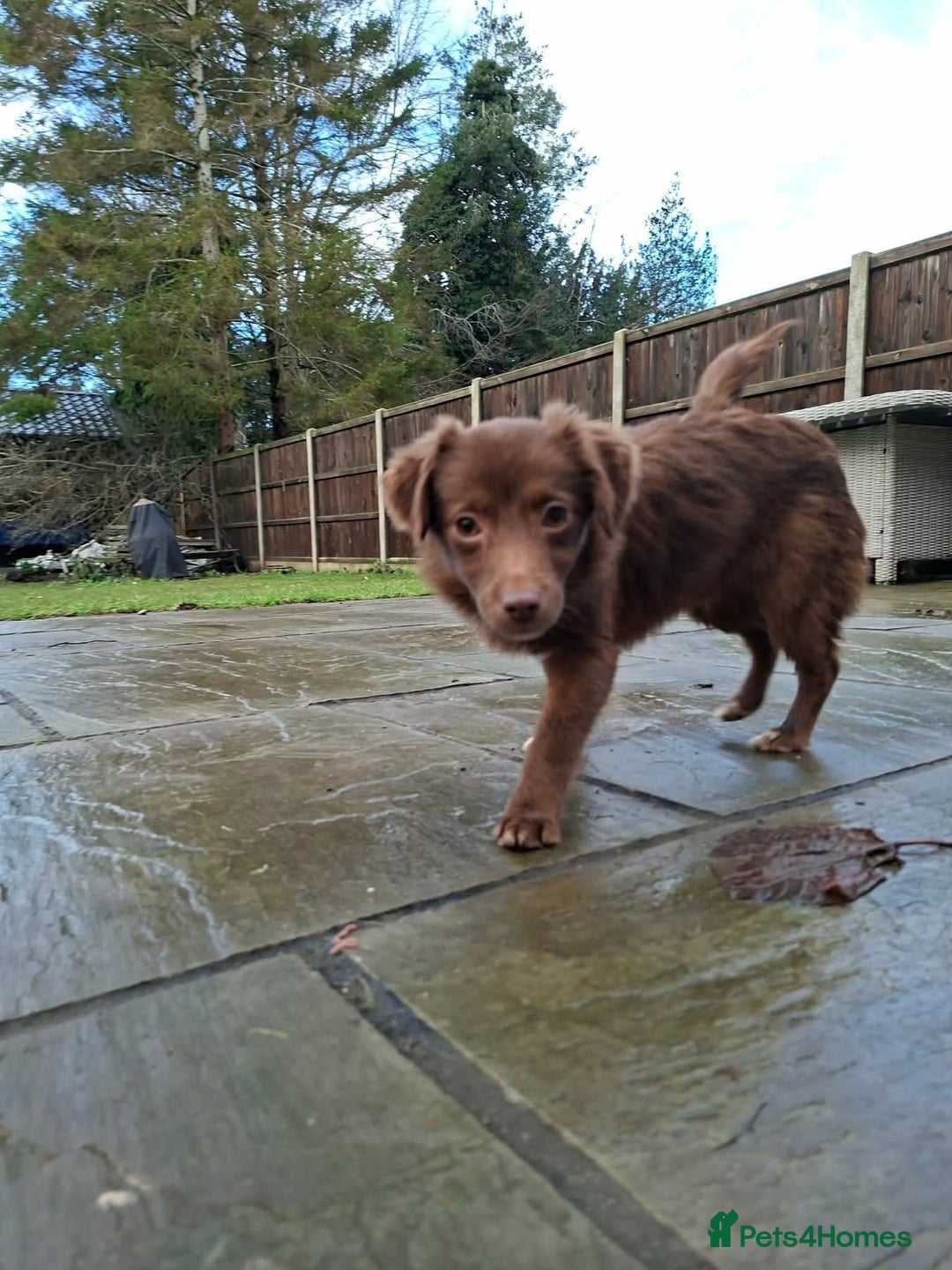 Mixed Breed dogs for adoption: Autumn - North Walsham Norfolk  - Advert 3