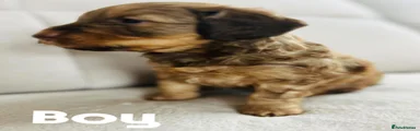 Cockapoo 7