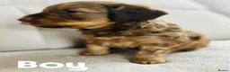 Cockapoo dogs for sale: 🤎7 puppies 🐶 for sale 🤎 stunning parents 🤎🤎 - Advert 9