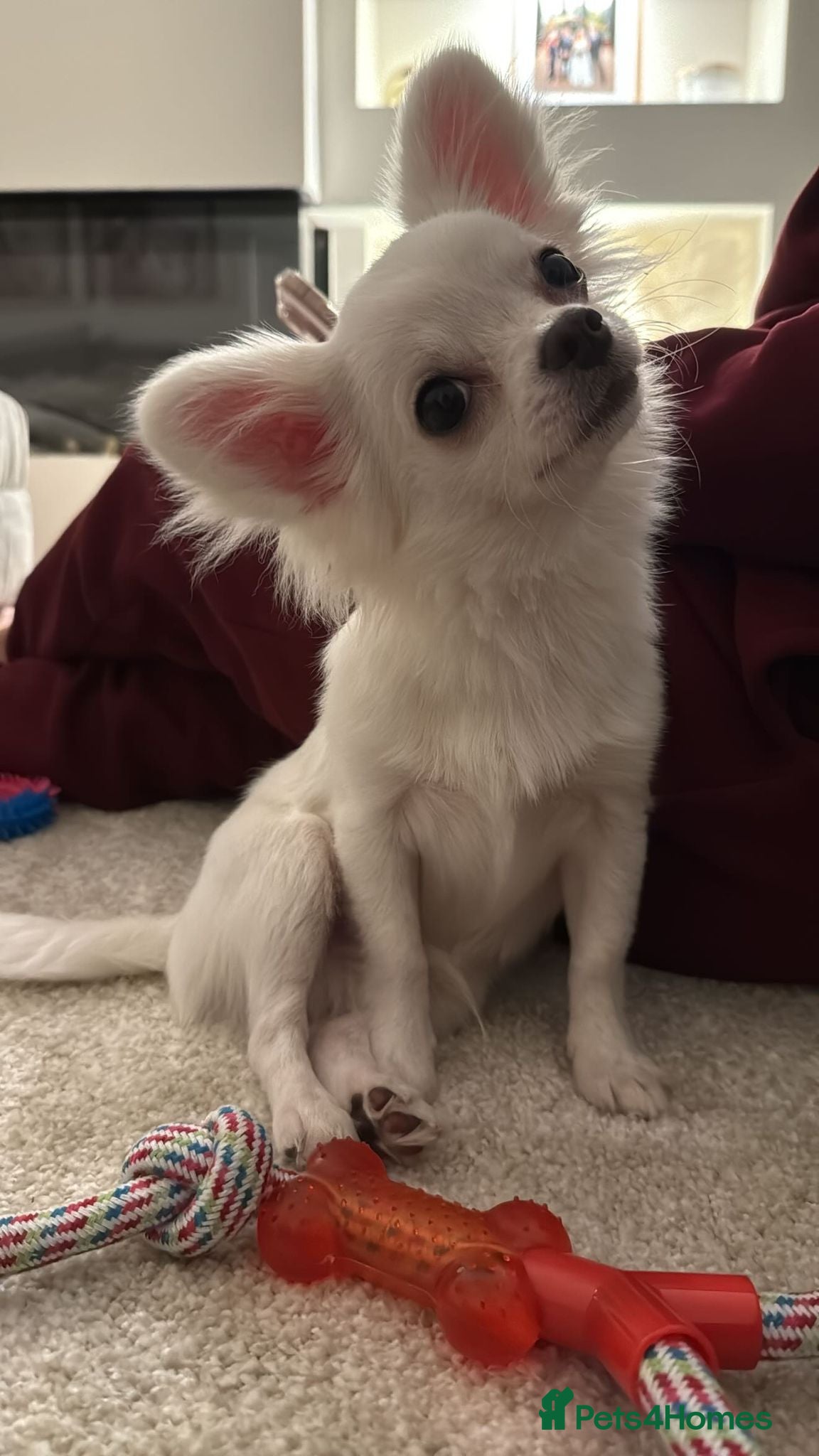 Chihuahua dogs ❤️‍🔥Long coat white boy❤️‍🔥 - Advert 5