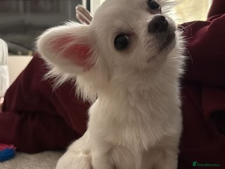 Chihuahua dogs ❤️🔥Long coat white boy❤️🔥 - Advert 5