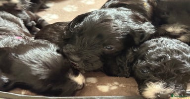 Cockapoo dogs - Advert 10