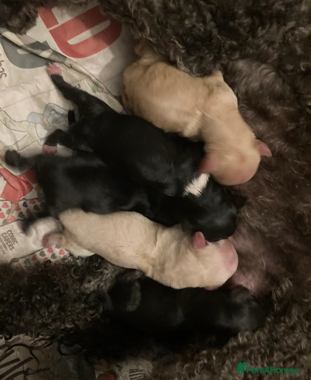 Toy Poodle dogs for stud: Stunning Maltese Boy at STUD in Coventry - Advert 10