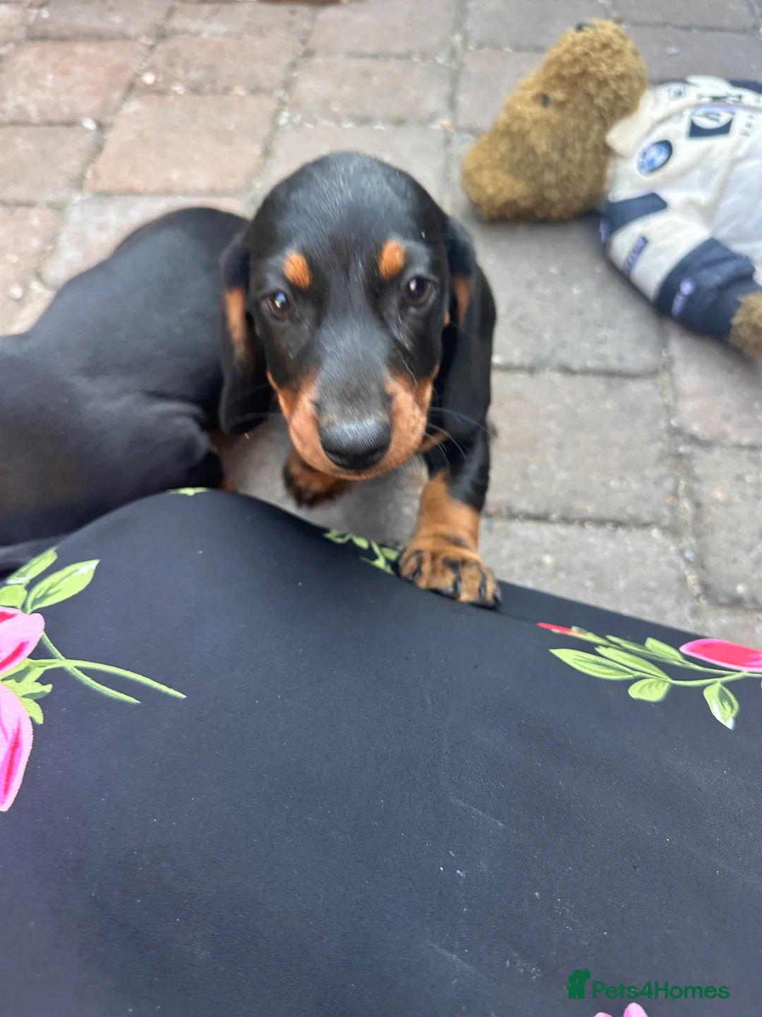 Dachshund dogs for sale: Dachshund  in Swadlincote - Advert 21