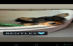 Yorkshire Terrier dogs for sale: Yorkshire Terrier Puppies - Image 10