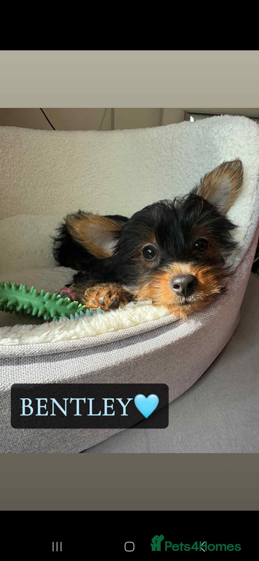 Yorkshire Terrier dogs for sale: Yorkshire Terrier Puppies - Image 10