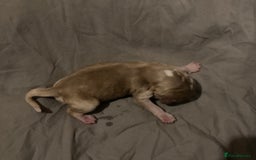 Cocker Spaniel dogs for sale: ‘Show Type’ Cocker Spaniel Puppies. KC Registered. - Image 22