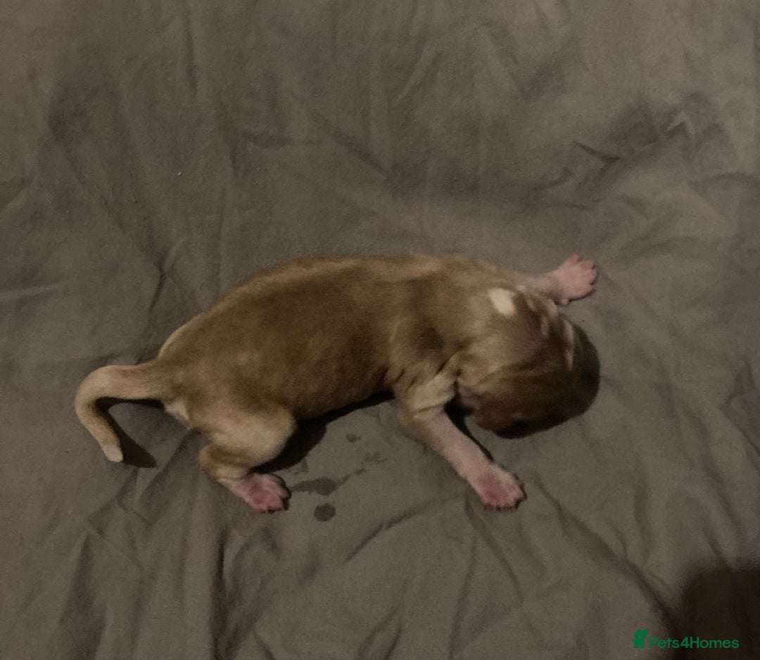 Cocker Spaniel dogs for sale: ‘Show Type’ Cocker Spaniel Puppies. KC Registered. - Image 22