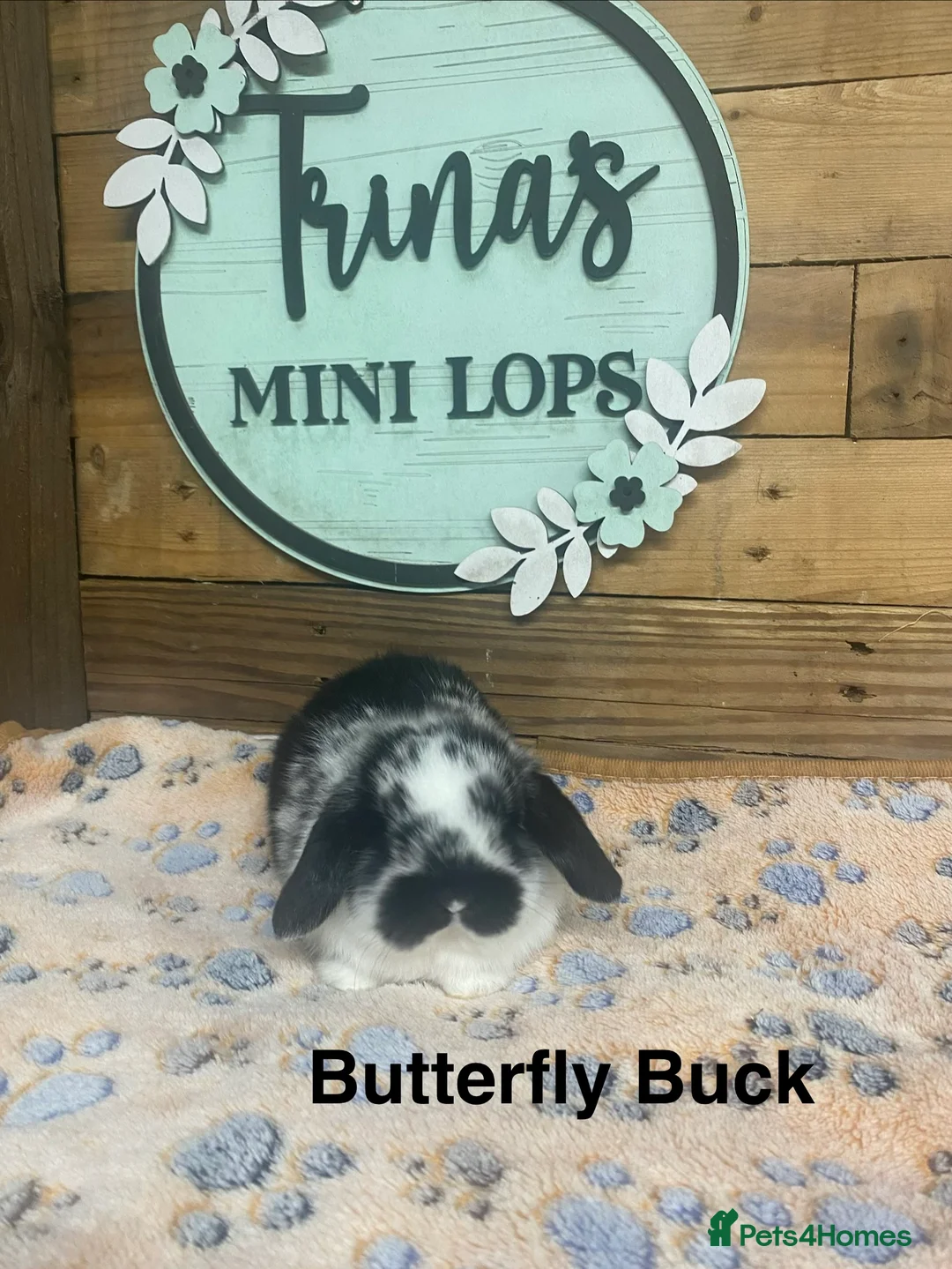 Mini Lop rabbits for sale: Purebred Baby Mini Lops - Advert 8