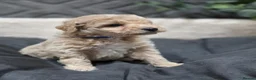 Maltipoo dogs for sale: Tiny Maltipoo F1B Puppies  in Motherwell - Advert 22