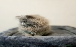 British Longhair cats for sale: TICA Beautiful Blue British Longhair Female - Image 6