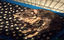 Miniature Schnauzer dogs for sale: Miniature Schnauzer Puppies - Image 13