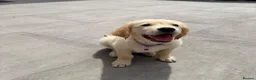 Golden Retriever dogs for sale: KC Registered Golden Retriever Boy ✨ - Advert 1