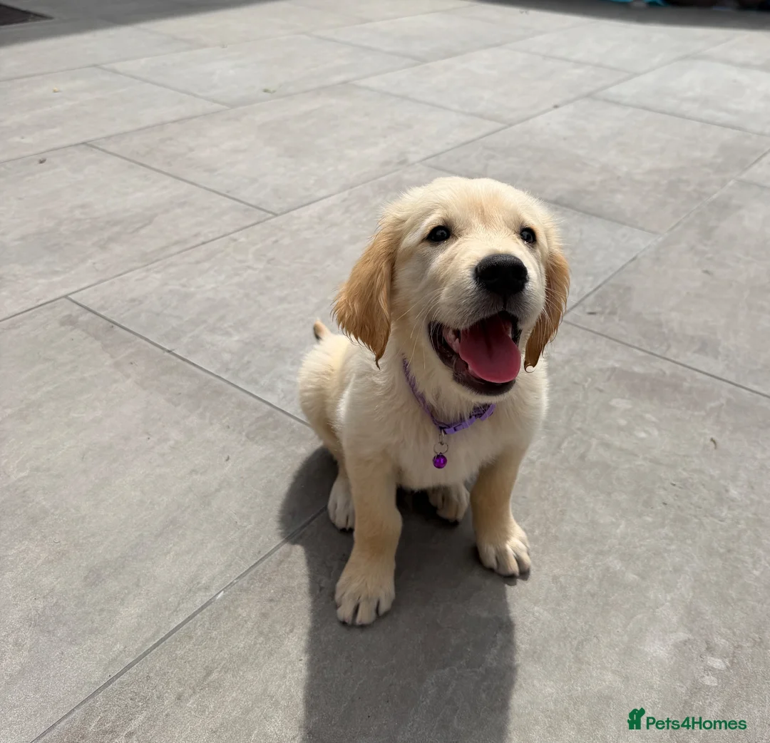 Golden Retriever dogs for sale: KC Registered Golden Retriever Boy ✨ - Advert 1